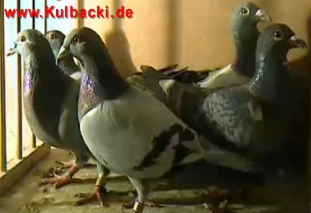 KLIK ON MY VIDEO